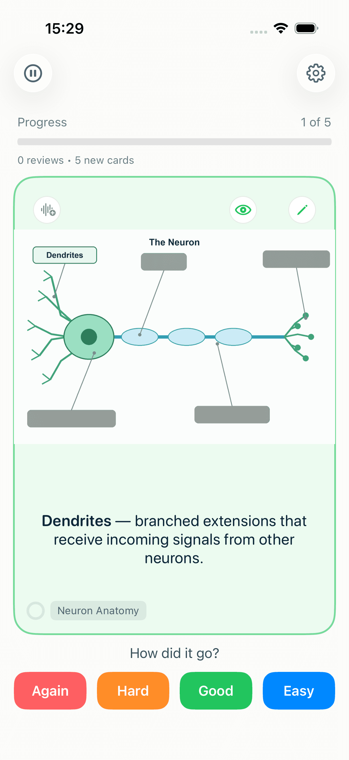The same neuron diagram with the "Dendrites" label revealed and explained